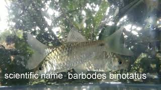 Spotted barb or common barb barbodes binotatus [upl. by Hills]