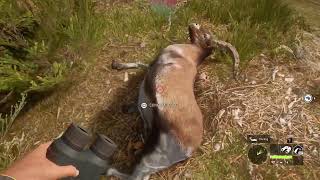 💎Diamond 💎Gredos Ibex theHunter Call of the Wild [upl. by Thurmond900]