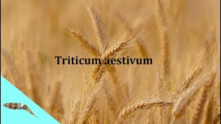 Pšenica letná Triticum aestivum [upl. by Koressa]