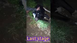 Treatment of trypanosoma in heafer अढैया बुखारfarmingyoutubeshortscowdiseasefunnyfunnyvideo [upl. by Walley360]