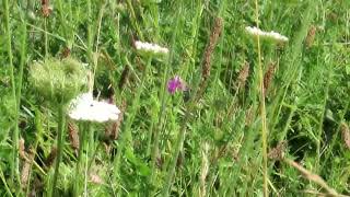 SixSpot Burnet moth Zygaena filipendulae [upl. by Innig]