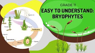 Bryophytes [upl. by Digirb]