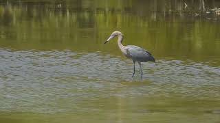 Reddish Egret Fishing [upl. by Enyamrahc]