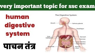 Digestive system पाचन तंत्र  Digestive system function  General science  SSC CGL  CPO [upl. by Nami]