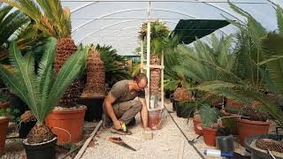 Preparing a large Cycas thouarsii cycad for shipping [upl. by Suidaht609]