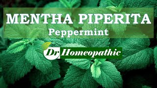 MENTHA PIPERITA [upl. by Acul]