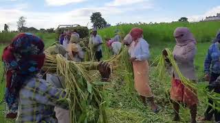 Ribbon extraction of jute at Itahari Nepal [upl. by Baird]