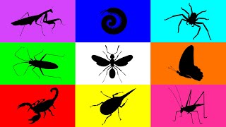 Insect Buuterfly Milipede Spider Flying Ant Mantis Scorpion Grasshopper Beetle Paddybug [upl. by Niemad562]