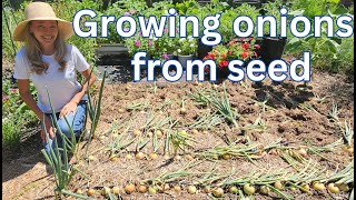 Onions From Seeds Timelapse [upl. by Tigdirb]