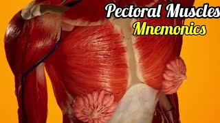 Muscles of pectoral region mnemonic  Pectorals muscle Mnemonics  Pectoralis major 3d animation [upl. by Dougald]