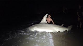 Giant 14ft Hammerhead Caught off the Beach [upl. by Izmar]