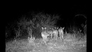 Coyotes yipping and yelling 3 times over 2 days [upl. by Icnan]