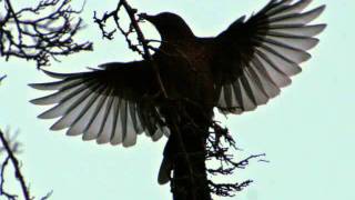 Olivier Messiaen  Le Merle noir The Blackbird Kenneth Smith Matthew Schellhorn [upl. by Gristede]