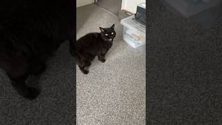 Black cat meowing [upl. by Krista]