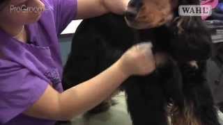 Grooming Guide  Cocker Spaniel  HandstripShowCompetition Trim  Pro Groomer [upl. by Neelya755]