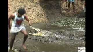 Madras Crocodile Bank  July 1997  Digging out the pit for the giant saltwater croc quotJawsquot [upl. by Adlog]