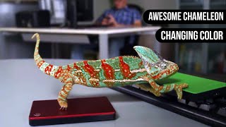 Chameleon Changing Color  Animals are Awesome [upl. by Tiertza655]