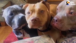 Aggressive Pit Bulls Are Gentle With Everyone They Meet  The Dodo [upl. by Anavoj]