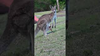 Kangaroo with a little baby in the pouch [upl. by Naves]