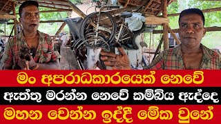 මං අපරාදකාරයෙක් නෙවේ  සත්තු මරන්න නෙවේ කම්බිය ඇද්දෙ  මහන වෙන්න ඉද්දී මේක වුනේ [upl. by Zetniuq722]