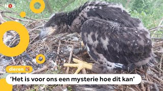 Goed nieuws over de grootste roofvogel van ons land [upl. by Nylhsa]