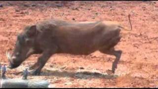 Motsomi Safaris South Africa Bow Hunting Warthog Hagedorn [upl. by Karlan274]