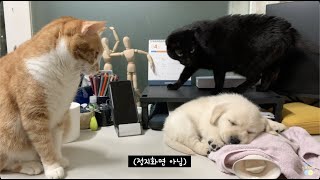 보호소에서 태어난 막내 리트리버 올리를 소개합니다  유기견 입양 labrador retriever puppy [upl. by Aicillyhp]