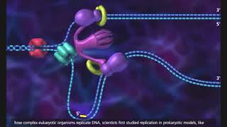 DNA replication in prokaryotic cell 3D animation with subtitle [upl. by Samira722]