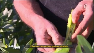 Févettes  les petites graines niçoises  La Quotidienne la suite [upl. by Konstantin]