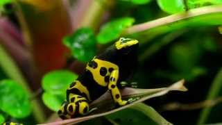 Dendrobates Leucomelas [upl. by Shanna]