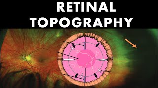 Retinal Topography  Anatomy of Peripheral Retina [upl. by Paluas865]