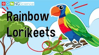 Rainbow Lorikeets [upl. by Neelhtakyram]