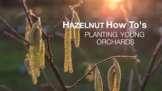 Planting Hazelnut Trees [upl. by Petigny97]