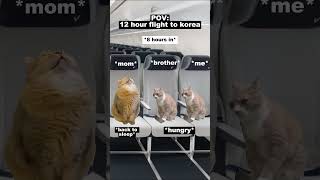 CAT MEMES 🐱 12 HOUR Flight To Korea catmemes relatable shorts viralvideo [upl. by Dulcie868]