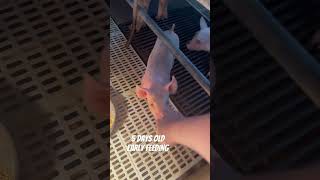 Early feeding of piglets as early as 5 days old Piggy Diaries [upl. by Ridan629]