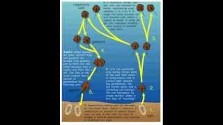 Life Cycle of the Dinoflagellates [upl. by Frazier]