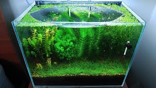 9 Months Update  Saving Amano Larvae NO filter NO CO2 NO Ferts 5 Gallon Nano Tank [upl. by Nixie461]