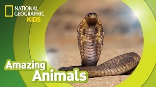 Cobra dancing to flute Jaipur India 4k video [upl. by Tnomad882]