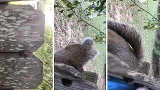 Bizarre Moment Squirrel Found Stuck Between Fence By Its Nuts [upl. by Anallij]