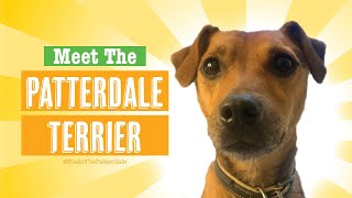 Patterdale Terrier Dog Breed [upl. by Catto]