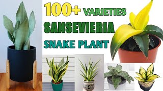 100  Sansevieria Plant Species  Snake Plant Varieties Part2  Plant and Planting [upl. by Eiramanitsirhc]