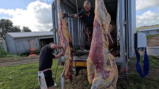 On Farm Homekill A couple Of Empty Jersey Heifers Should Be Fantastic Eating [upl. by Herzig]