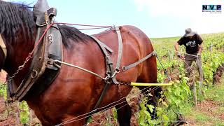 Le cheval de trait et la vigne traction animale [upl. by Jule]