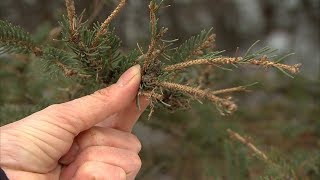 La tordeuse des bourgeons de l’épinette fait des ravages à SainteAdèle [upl. by Reivaz]