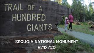 Hike through the Trail of 100 Giants in Sequoia National Monument [upl. by Ardnajela]