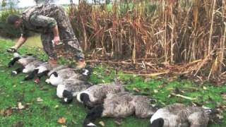 Goose shooting in Kent [upl. by Kinchen]