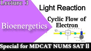 bioenergetics l light reaction of photosynthesis l light dependent reaction photosynthesis reaction [upl. by Mcclenon]