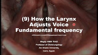 9 How the Larynx Modulates Voice Fundamental frequency [upl. by Jackie]