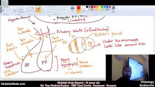 شرح تكوين الغذة النخامية Pituitary gland structure and histology  عبد الله رضا MD [upl. by Anai]