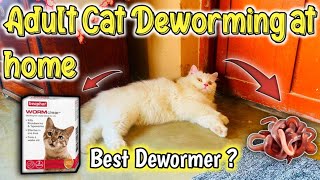 95 Pet Parents Dont Know How To Deworm adult Cat At Home Cat Worms TreatmentAdult Cat Deworming [upl. by Lemmor]